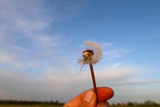 A hand holds a fluffy dandelion against an endless blue sky with light clouds. Soft evening lighting highlights the fragility of the seeds and creates a feeling of lightness.