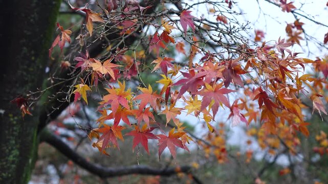 autumn landscape at a garden in Tokyo, Japan.