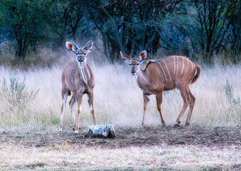 Kudus © Dietmar