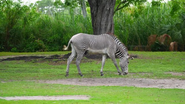 A Grevy's zebra eats grass near a feeding trough. African fauna and captive endangered species. Herbivore animal in a zoological park enclosure. Striped mammal in captivity.