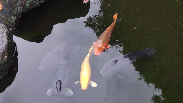 Koi fish on the pond in japanese garden 