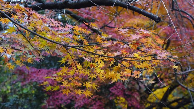 autumn landscape at a garden in Tokyo, Japan.