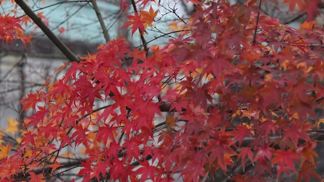 autumn landscape at a garden in Tokyo, Japan.