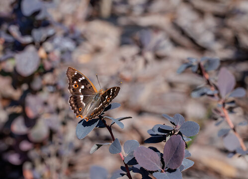 Lesser purple emperor butterfly Apatura ilia perched on purple plant close up