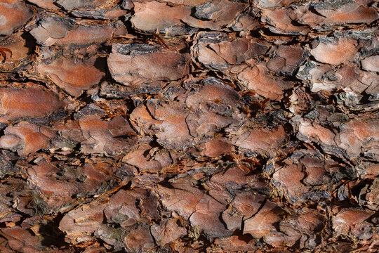 Natural pine tree bark texture background pattern of rough textured organic brown wooden surface