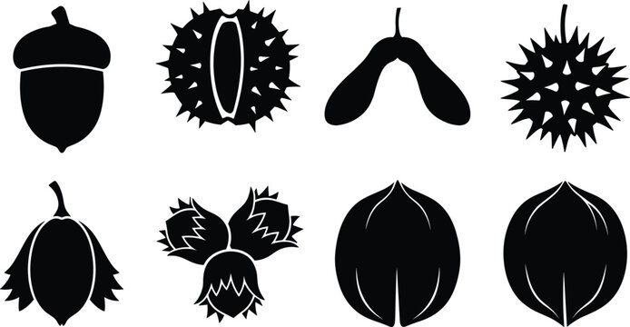 Tree Seed and Nut Icon Collection with Acorn Chestnut Maple Samara Hazelnut and Walnut Symbols for Autumn and Nature Graphic Design Projects (22 words)
