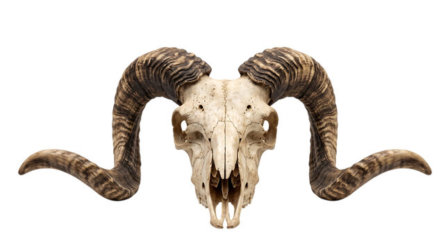 detailed ram skull with large curved horns for gothic decor or scientific illustration on transparent background