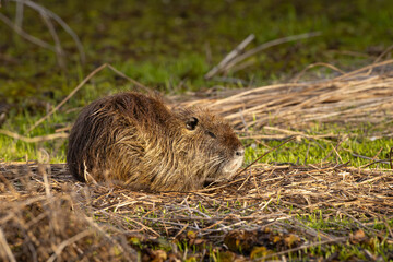 Mottled brown rodent sits low amid grass and dry reeds © Carlos Cortez