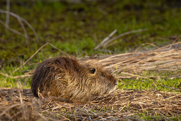 Mottled brown rodent sits low amid grass and dry reeds © Carlos Cortez