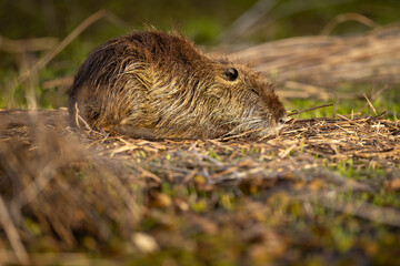 Mottled brown rodent sits low amid grass and dry reeds © Carlos Cortez