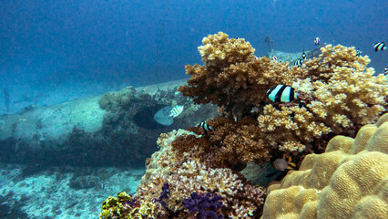 Humbug Damselfish Around Corals Beside a Sunken Bomber © Kaitlind