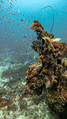 Reef Fish Swarming a Coral-Covered Aircraft Engine © Kaitlind