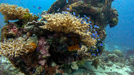 Corals and Chromis Covering a Bomber's Wing © Kaitlind