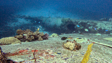 Coral Growing on the Wing of a Sunken Bomber © Kaitlind