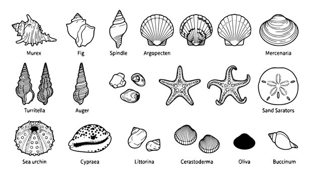 Seashell and Starfish Vector Collection, Marine Beach Elements EPS 10