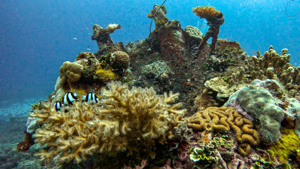 Coral-Covered Engine Wreckage with Humbug Damselfish © Kaitlind