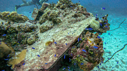 Blue Chromis Swarming Over a Coral-Covered Bomber Wing © Kaitlind