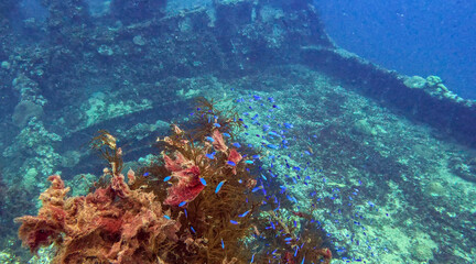 Red Soft Coral Blooming on the Deck of a WWII Wreck © Kaitlind