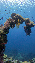 Coral-Covered Arch of a Sunken Ship's Superstructure © Kaitlind