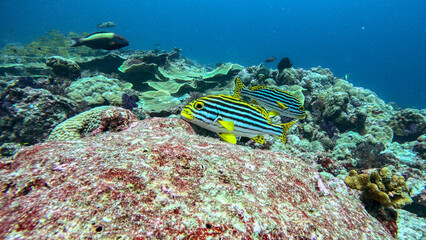 Oriental Sweetlips Resting on a Reef © Kaitlind