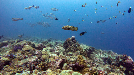 Grouper Hovering Above a Reef Crest © Kaitlind