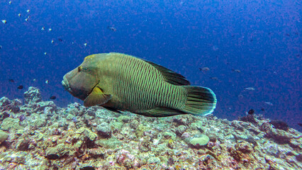 Napoleon Wrasse Gliding Over the Reef © Kaitlind