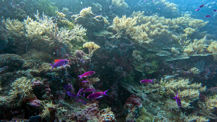 Magenta Anthias Darting Over Soft Corals © Kaitlind