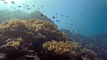 Soft Corals on a Sunlit Reef Slope © Kaitlind