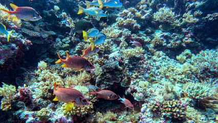 Squirrelfish and Snappers Over a Colorful Reef © Kaitlind