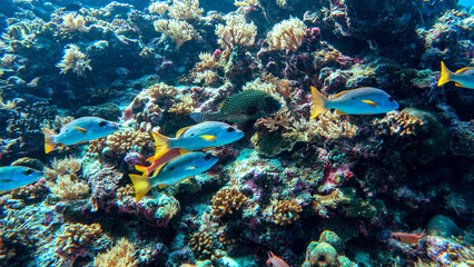 Snappers and Sweetlips Among Colorful Corals © Kaitlind