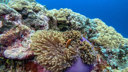 Clownfish in a Purple-Based Anemone on a Reef © Kaitlind