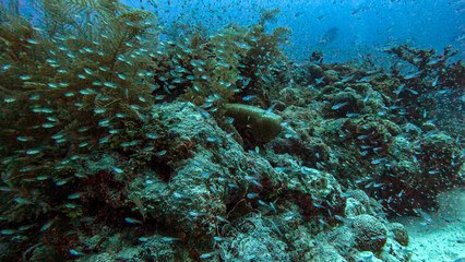 Swarm of Tiny Fish Over Soft Corals © Kaitlind