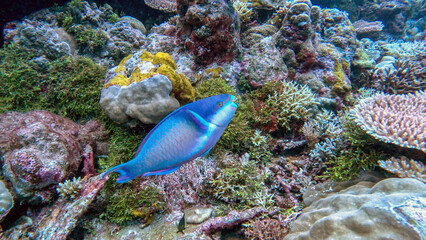 Blue Parrotfish Swimming Over a Colorful Reef © Kaitlind