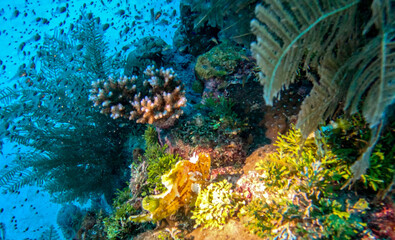 Soft Corals and Swarming Baitfish on a Sunlit Reef © Kaitlind