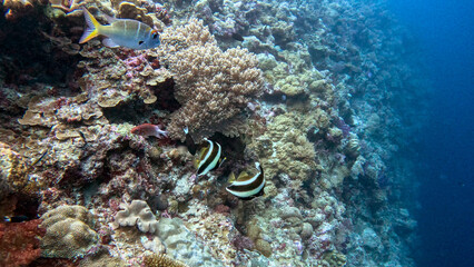 Pair of Black-and-White Reef Fish on a Coral Wall © Kaitlind