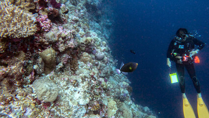 Scuba Diver Drifting Along a Coral Wall © Kaitlind