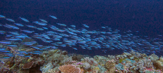 School of Fusiliers Over a Reef Ledge © Kaitlind