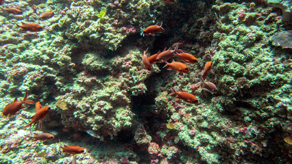 Soldierfish Sheltering Along a Cavern Wall © Kaitlind