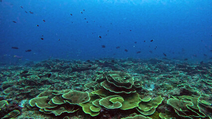 Field of Lettuce Coral on a Reef Plateau © Kaitlind