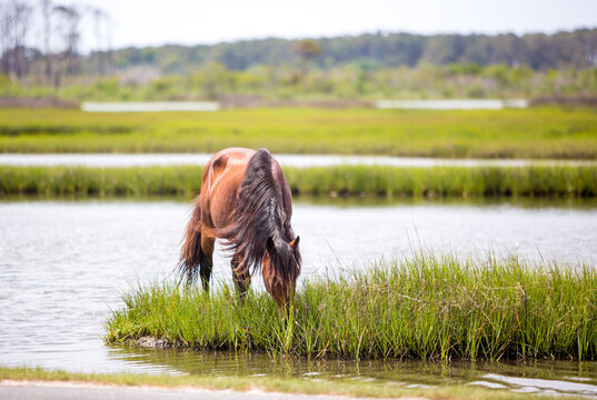 A wild stallion grazing on marsh grasses at Assateague Island National Seashore, Maryland