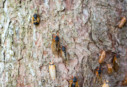Brood X cicadas in various stages of molt