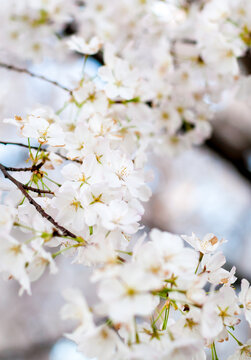 Yoshino cherry blossoms at the Cherry Blossom Festival in Washington DC