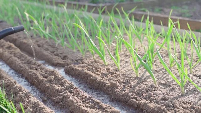 Watering seed rows before sowing close-up. Garden bed with growing garlic