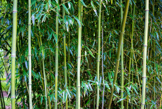 Stalks of bamboo in a bamboo grove