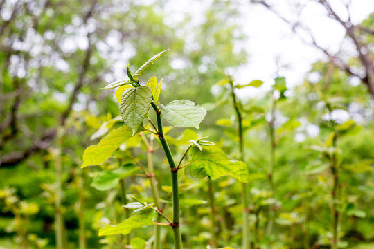 Young bamboo growing at the edge of a bamboo grove