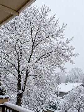 Winter landscape featuring large deciduous tree covered in fresh white snow during overcast day near residential house roof illustrating seasonal natural beauty.