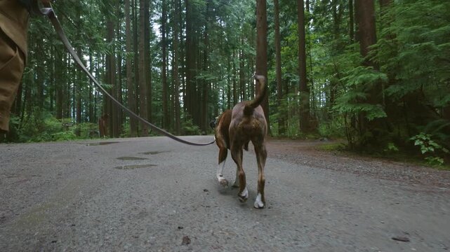 Loyal Boxer Dog on Leash Walks Through Lush Forest Path Near Alouette Lake in Golden Ears Provincial Park