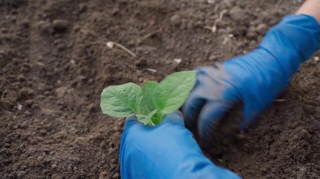 Female hands planting a physalis seedling into a garden bed close-up