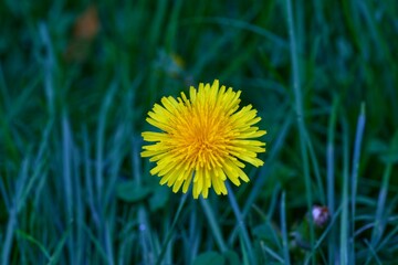 Top down macro shot of a single yellow dandelion flower in green grass © CS Media
