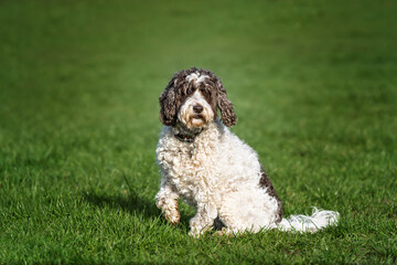 White and Brown Cockapoo dog in Windsor Great Park, striking a pose with a paw up © Chris